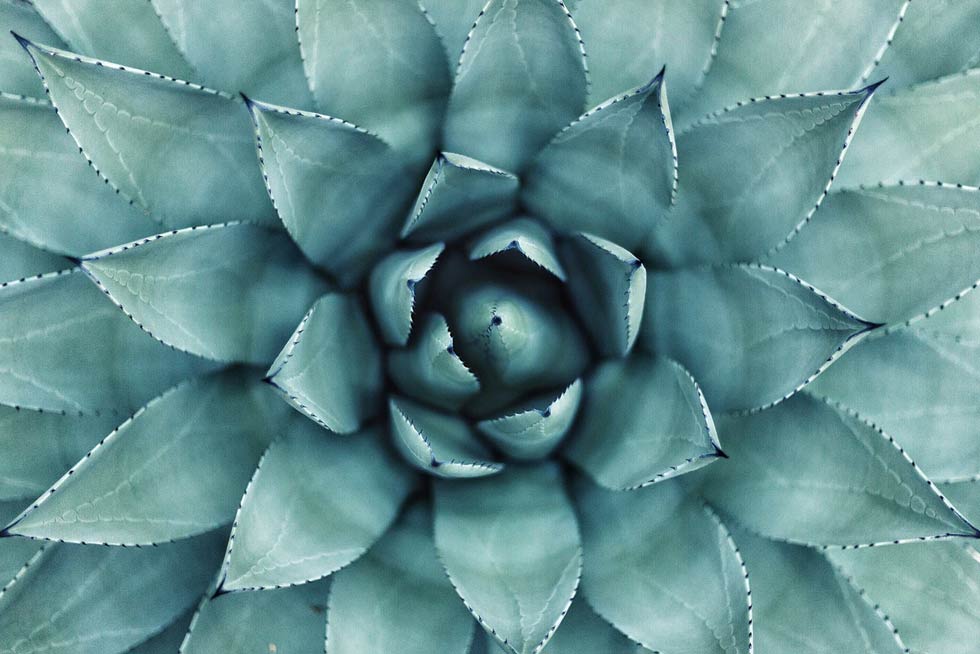 Awaken to Mindfulness