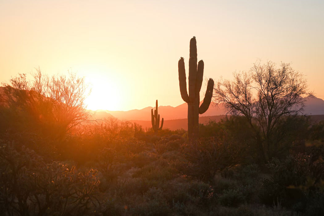 Phoenix