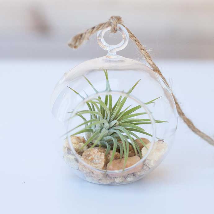 Airplant