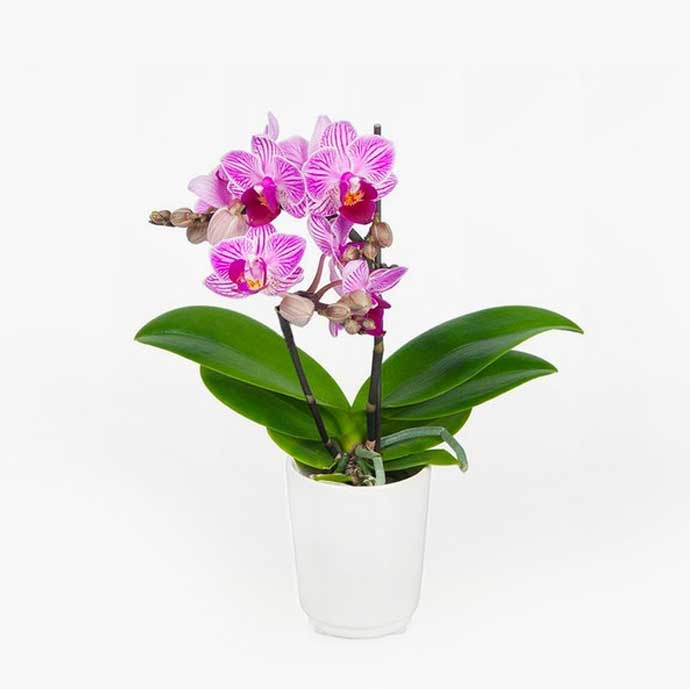 Purple Orchid