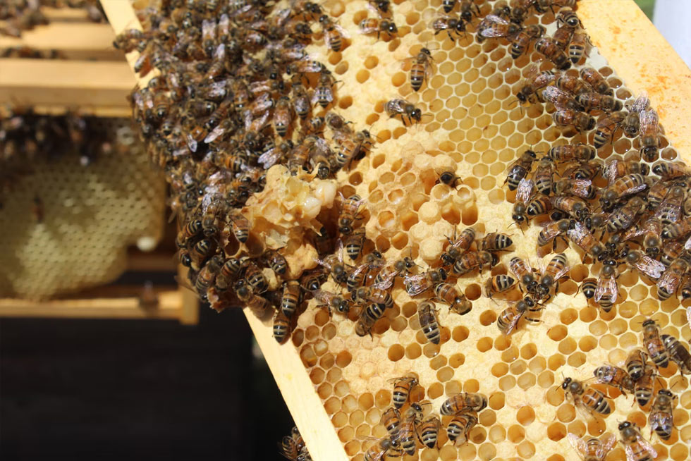 bee in hive